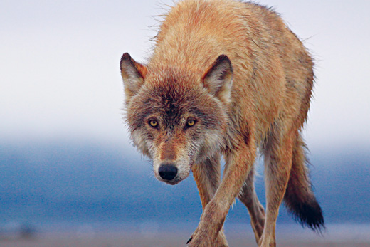 stalking-wolf